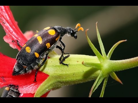 (Doku in HD) Insektengifte - Schleichende Gefahr vom Acker