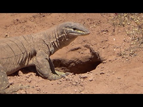 Bungarra in outback Western Australia