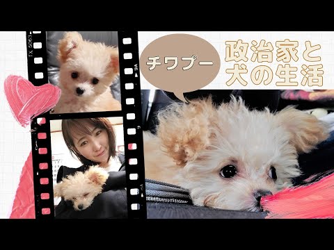 国際関係学科 【政治家と犬の生活】チワプーの１日ルーティン（ワクチン注射に行くよ）
