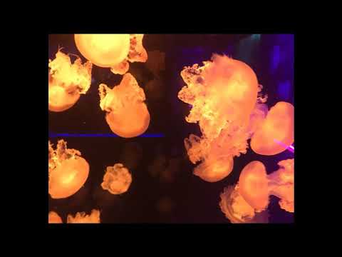 IAmNøt - Tell Me the Reason