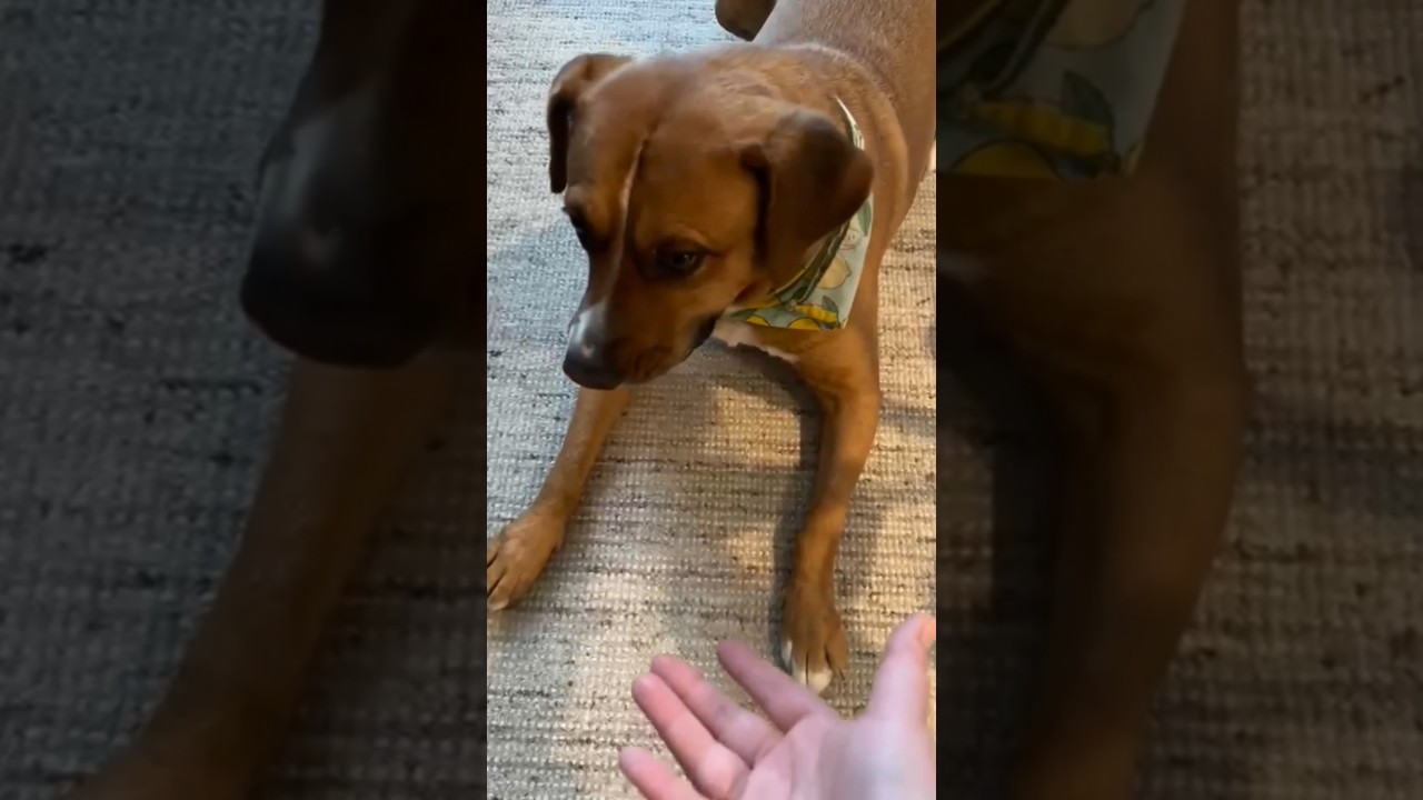 Enlarge Felice, a ADOPTABLE mixed breed in Barrie, ON video 6/6