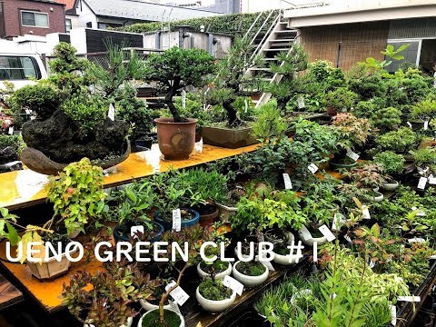 Bonsai Shops at Ueno Green Club -Tokyo 2019 (PART 1)