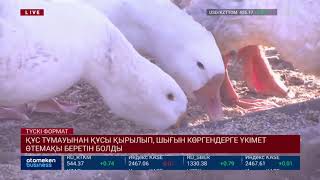 ҚҰС ТҰМАУЫНАН ҚҰСЫ ҚЫРЫЛЫП, ШЫҒЫН КӨРГЕНДЕРГЕ ҮКІМЕТ ӨТЕМАҚЫ БЕРЕТІН БОЛДЫ