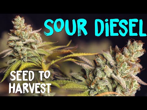Ilovegrowingmarijuana