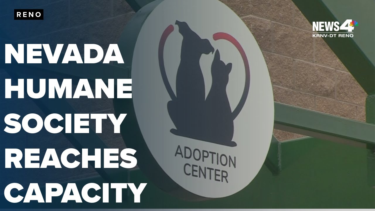 Nevada Humane Society reaches capacity in Reno and Carson City