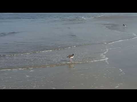 Ave marinha Pirupiru.