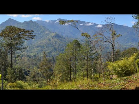 Waghi Kona  - Timothy