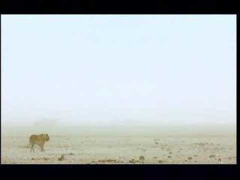 Roar: Lions Of The Kalahari (2005) Official Trailer