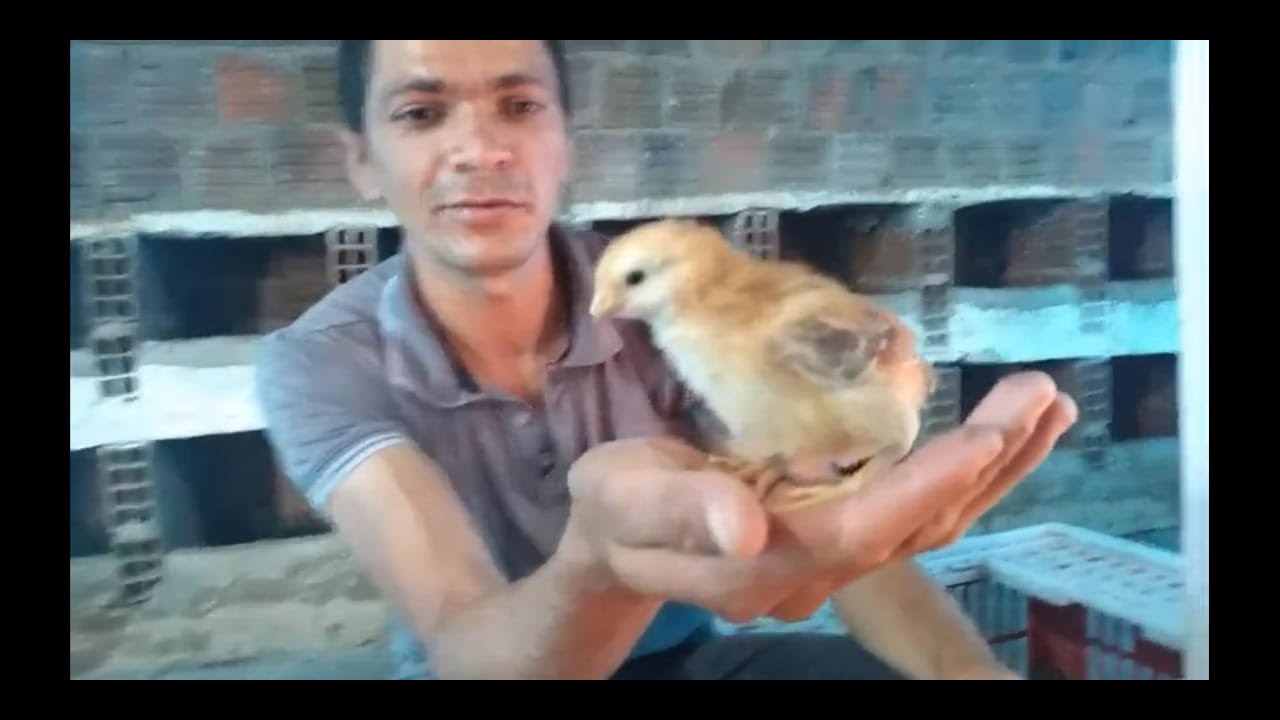 Debicagem caseira dos pintos de postura Embrapa 051