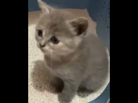 Buffed Shitty Abp latest version by Gaffurbreeb (read desc)