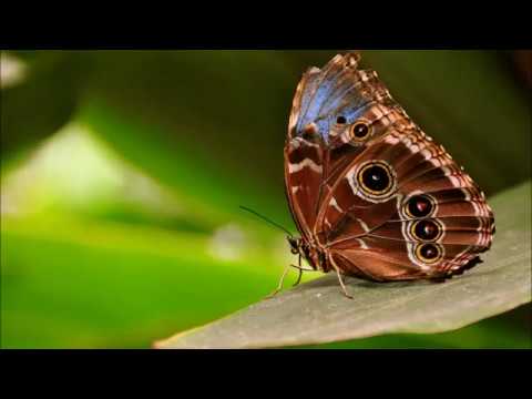 Andain vs. Tom Swoon feat. Taylr Renee & Myon & Shane 54 - Promises Wings (Myon & Shane 54 Mashup)