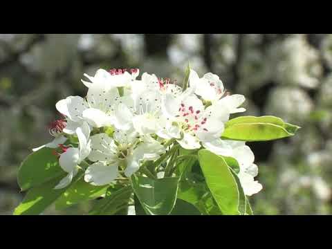 Boja meda ep.7 24.04.2018. - Bolesti i načini izlečenja pčela...