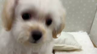 ハーフ犬の動画02