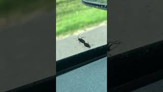 A couple of love bugs