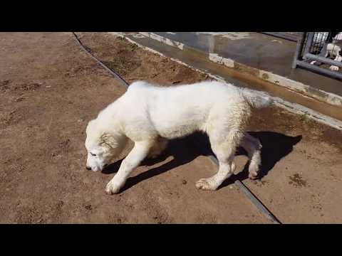 Soul Of Asia Nostalgia at 4 months ols and puppies from litter "O".  May 2018.