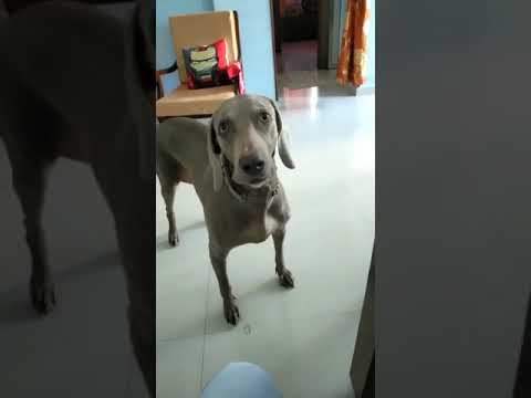 Zoria begging for sausages . 2010-2019 RIP