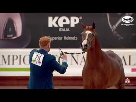 N 78 AMANI MONISCIONE   Italian Nationals 2021   Stallions 4 6 years old Class 10