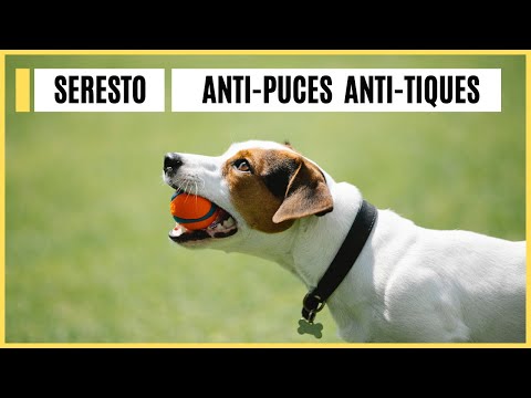 Collier Seresto : mon test complet après 6 mois d'usage