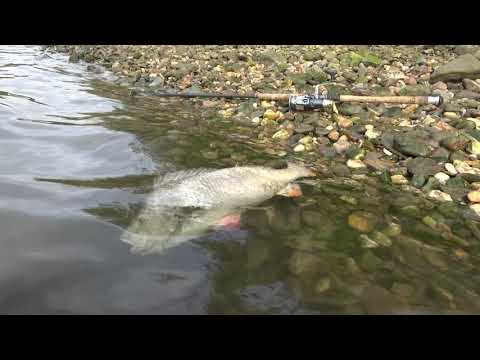 Schlimmer als die Kormorane