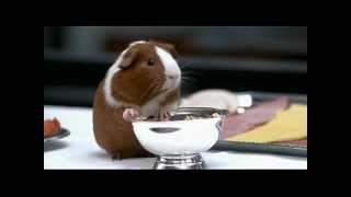 Dr. Dolittle - Guinea Pig - Chris Rock