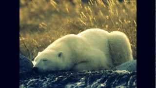 Stary Niedźwiedź Mocno Śpi.