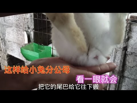 兔子 生殖器