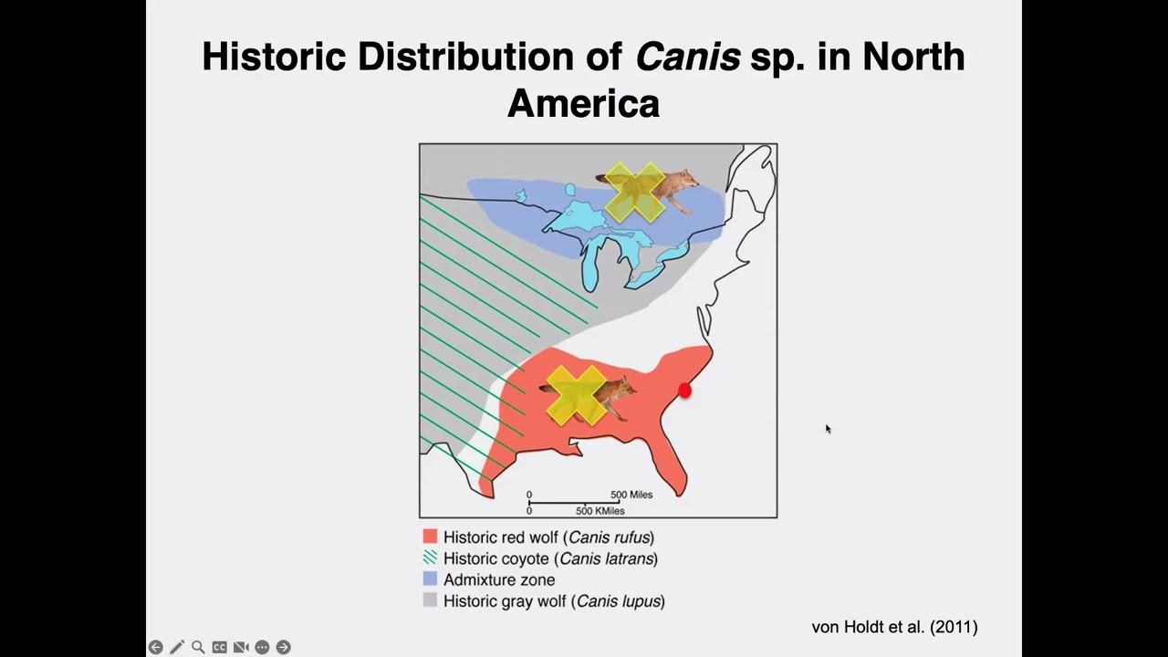 Coyotes and Coexistence