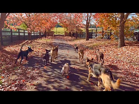 Peaceful Weekend Vibes // My Life Vlog - with Dogs