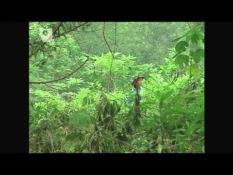 Transforming Biology Into Economics - Investigating Fungi: The Wood-Wide Web (3/4)