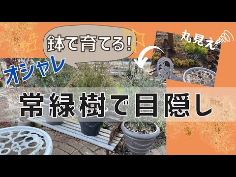 常緑つる性植物:プライバシー保護に優れた4種類 トピックス