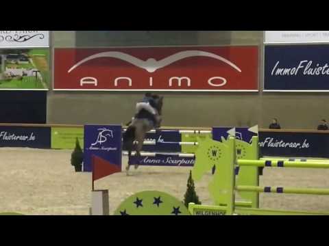 ***SOLD***Ciemusic (Crown z x Quidam de Revel,2008) Animo Cup GP Sentower