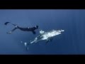 Great White Shark Official Trailer IMAX and Digital 3D