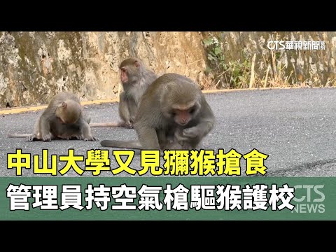 中山大學又見獼猴搶食　管理員持空氣槍驅猴護校