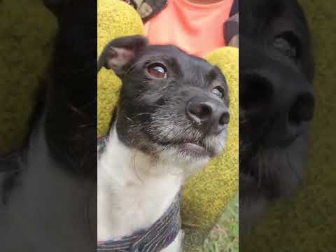 🐶 Urso #shorts #cachorros #cachorrosfofos #viralata #amocachorro