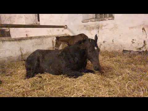 Frisch auf der Welt: Stutfohlen von Zauberdeyk