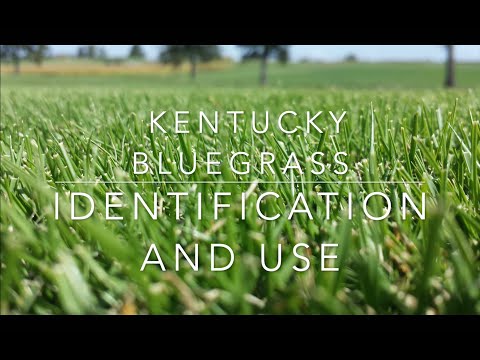 What Kind of Grass is on My Lawn? // Kentucky Bluegrass Identification and Use.