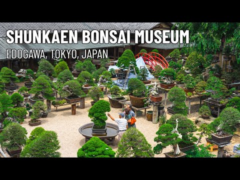 Shunkaen Bonsai Museum 春花園BONSAI美術館 | Tokyo, Japan | 4K Tour