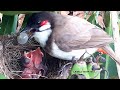 Baby bird Goes SUPER CRAZY after Eating OVER-SIZED GRAPES in Bananas | birds nest | bulbul