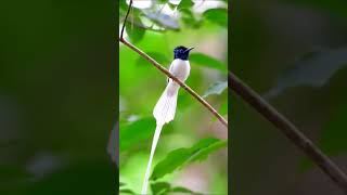 Download lagu Lagu Burung Tali Pocong / Seriwang Asia mp3 Download lagu Lagu Burung Tali Pocong / Seriwang Asia mp3