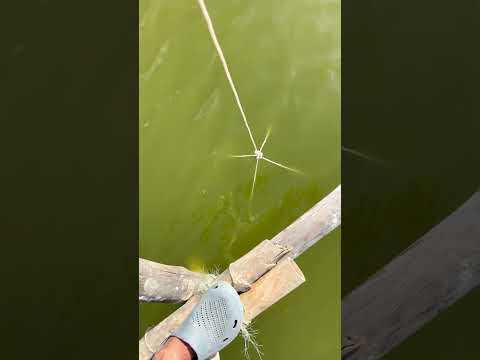 Vannamei Fish 🐟 Part 392 New Video Like Share Comment 🙏 #fish #fishing #shorts