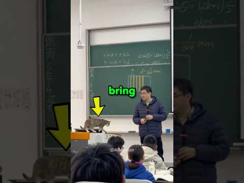 Never bring your cat to school! 🤣🐾 #cat #pets