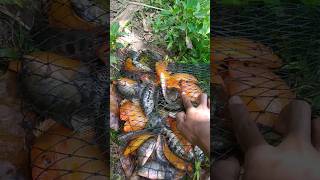 Download lagu Malah Mocel😬 | Mancing ikan Lohan di waduk karangkates #ikan #lohan #memancing #fishing #viral mp3