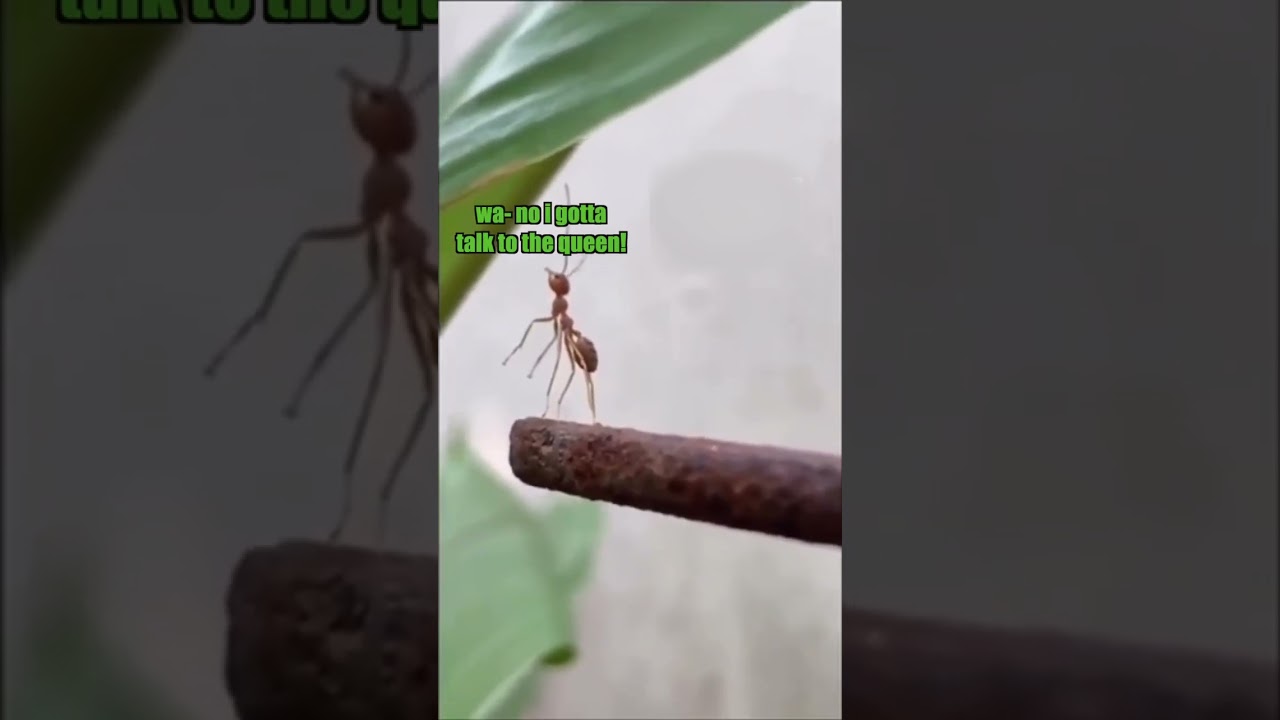 Ants in Real Life