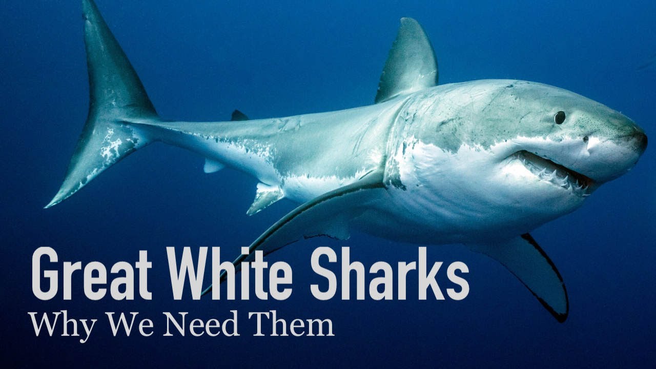 Why our Oceans need Great White Sharks