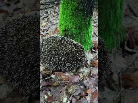 Ježkovo ráno 🍂🦔