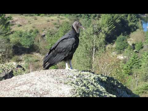 Jote de cabeza negra, Peñon del aguila, La cumbrecita, Cordoba - 23/03/19