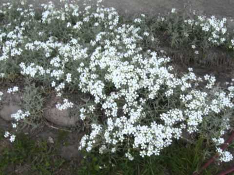 WALC  WIEDEŃSKI   z filmu  NOCE  I DNIE