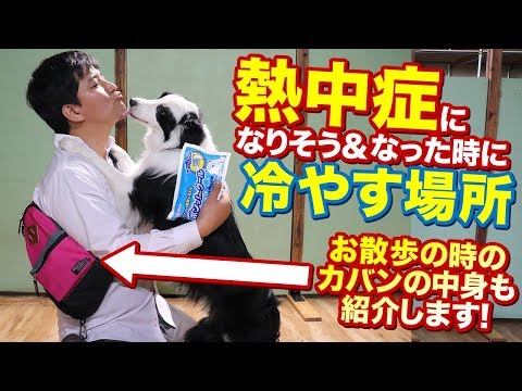 犬を冷やす方法