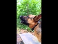 German shepherd dog howling like a wolf