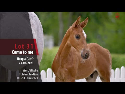 Westfälische Fohlen-Auktion Lot 31 Come to me Hengst v. Comme il faut NRW - Cassini II